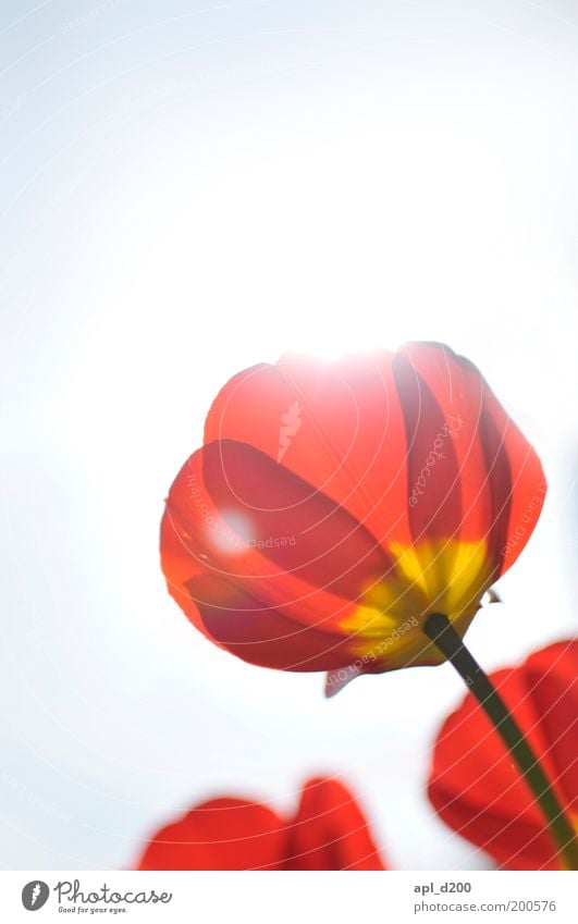 plower fower Umwelt Natur Pflanze Luft Himmel Sonne Frühling Schönes Wetter Tulpe leuchten ästhetisch nachhaltig gelb grün rot beweglich Leben Blumenbeet Garten