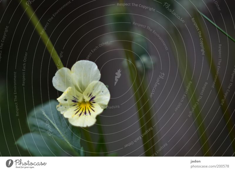 für ..... Pflanze Frühling Blume Blüte niedlich elegant geheimnisvoll feldstiefmütterchen Außenaufnahme Stiefmütterchen Stiefmütterchenblüte