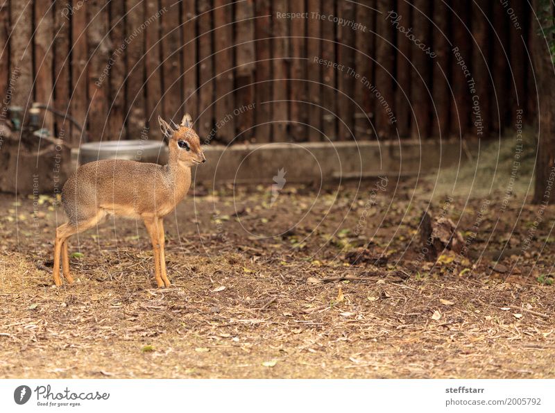 Cavendishs dik nannte Madoqua kirkii cavendish Natur Tier Wildtier 1 klein wild Dik dik dik Madoqua kirkii Höhlenforscher Tierwelt wildes Leben Savanne Tansania