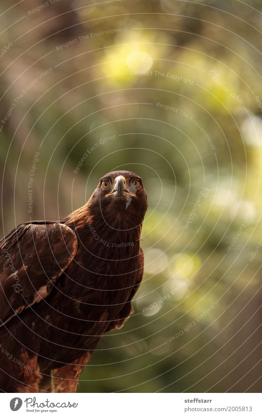 Steinadler Aquila chrysaetos Tier Wildtier Vogel Tiergesicht 1 braun Adler Greifvogel Raptor Raubtier Schnabel Adleraugen Jäger Wildvogel Tierwelt Farbfoto