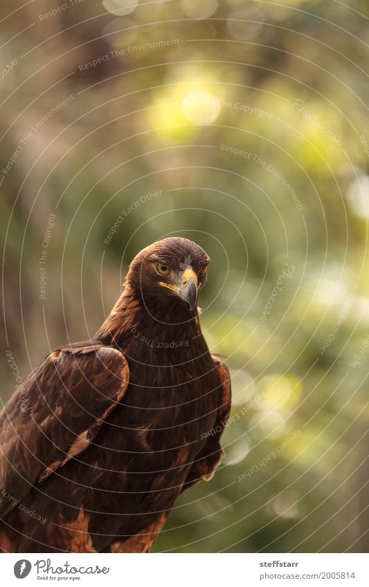 Steinadler Aquila chrysaetos Tier Wildtier Vogel 1 braun Adler Greifvogel Raptor Raubtier Schnabel Adleraugen Jäger Wildvogel Tierwelt Farbfoto Menschenleer