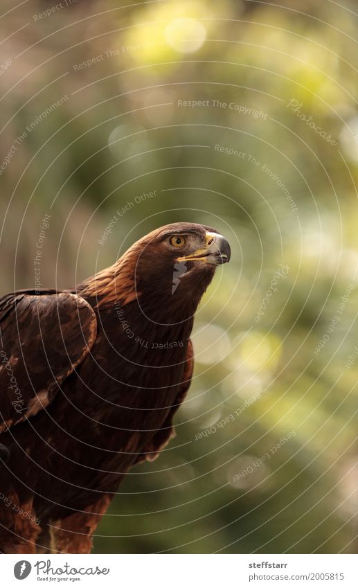 Steinadler Aquila chrysaetos Tier Vogel Tiergesicht 1 braun Adler Greifvogel Raptor Raubtier Schnabel Adleraugen Jäger Wildvogel Tierwelt Farbfoto Menschenleer