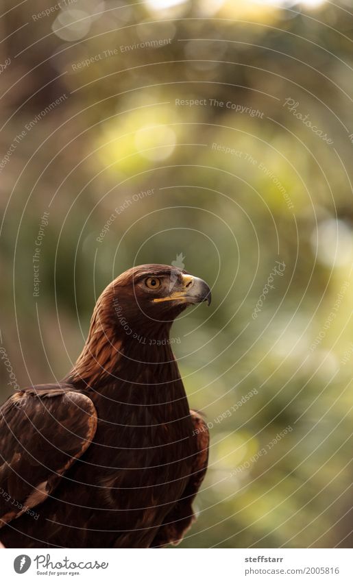 Steinadler Aquila chrysaetos Tier Vogel Tiergesicht 1 braun Adler Greifvogel Raptor Raubtier Schnabel Adleraugen Jäger Wildvogel Tierwelt Farbfoto Menschenleer