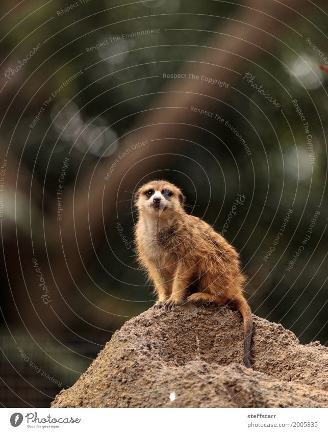 Erdmännchen, Suricata suricatta Tier Wildtier 1 wild braun Tierwelt Beutetier herausschauen Manguste Kalahari Afrika Namibia Botswana Farbfoto Menschenleer