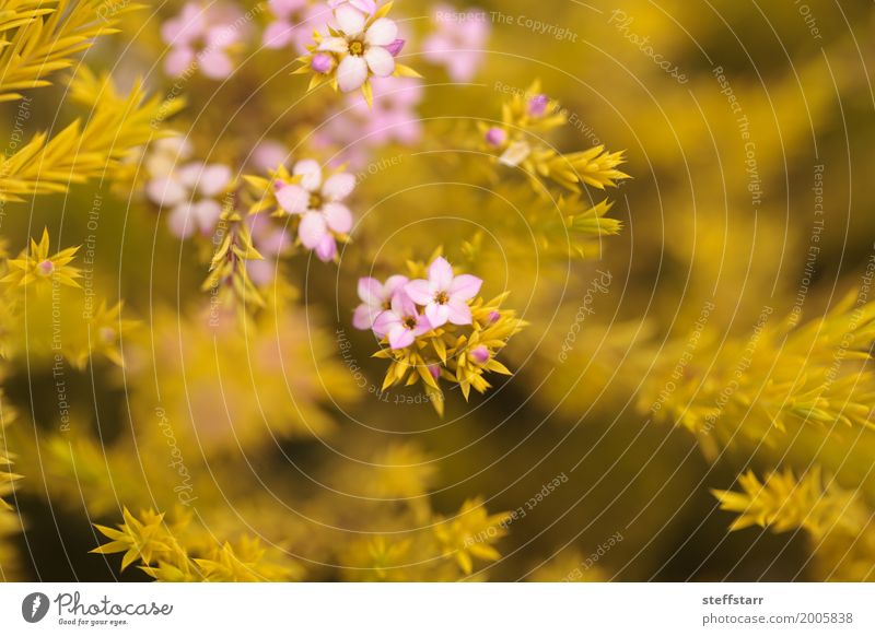 Mexikanische Heide mit kleinen rosa Blumen gelb grün Mexikanisches Heidekraut Bergheide Scheinheide Thymian rosa Limonade Thymian Blütenblatt Hintergrund