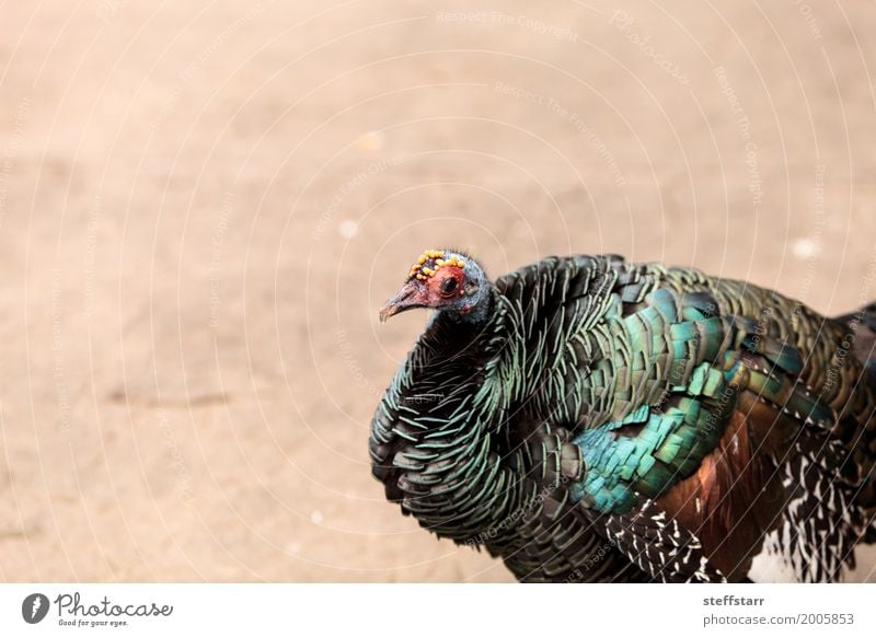 Ocellated Truthahn namens Meleagris Ocellata Tier Wildtier Vogel 1 wild blau braun grün Ozellierte Pute Meleagris ocellata ocellata Wildtruthahn Wildvogel