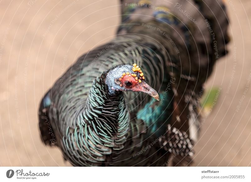 Ocellated Truthahn namens Meleagris Ocellata Tier Vogel 1 wild blau gelb gold grün orange rot Ozellierte Pute Meleagris ocellata ocellata Wildtruthahn Wildvogel