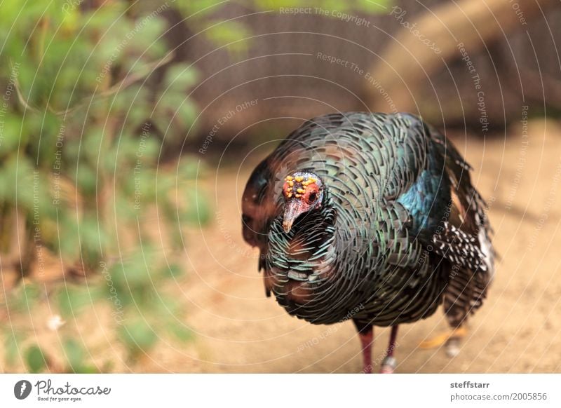 Ocellated Truthahn namens Meleagris Ocellata Tier Wildtier Vogel 1 wild blau gelb grün Ozellierte Pute Meleagris ocellata ocellata Wildtruthahn Wildvogel