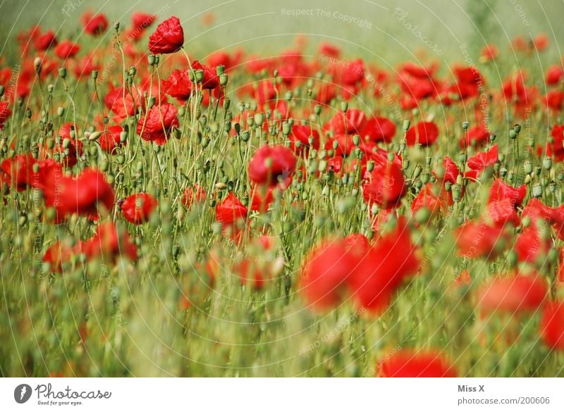 Mohnfeld Sommer Umwelt Natur Pflanze Blume Blüte Nutzpflanze Wiese Feld Blühend rot Farbe Mohnblüte Blumenwiese opium Rauschmittel Farbfoto mehrfarbig