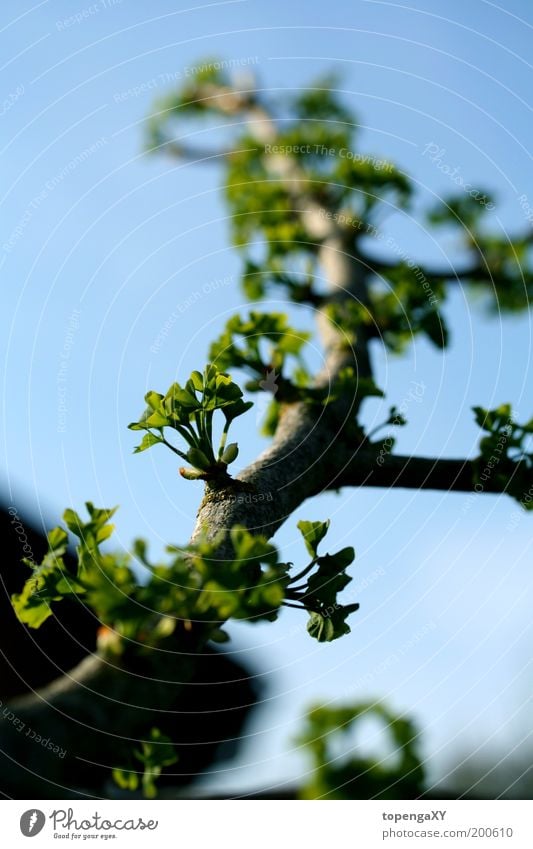 Ginkgo biloba Natur Himmel Sonnenlicht Frühling Schönes Wetter Baum Blatt Garten frisch schön braun grün Lebensfreude Frühlingsgefühle Farbfoto Außenaufnahme