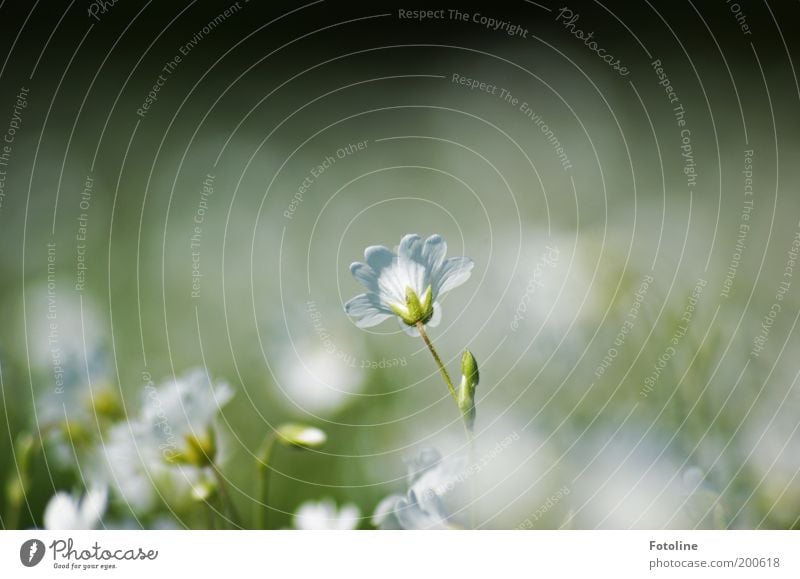 Wie ein Traum Umwelt Natur Landschaft Pflanze Frühling Wärme Blume hell weich grün weiß Blüte Blütenblatt Farbfoto mehrfarbig Außenaufnahme Menschenleer