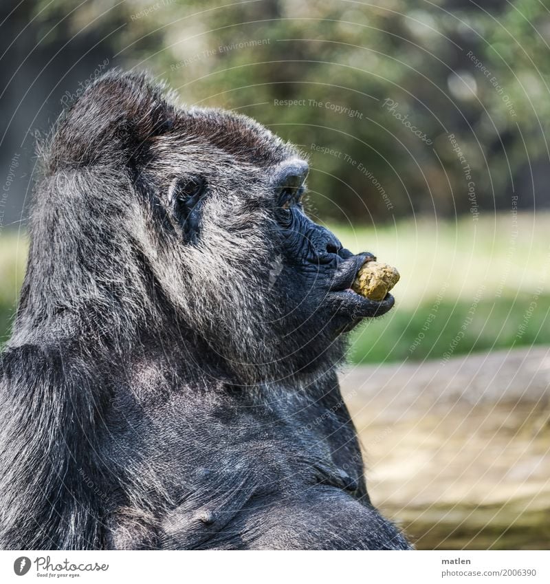 Kacka.du Baum Gras Tier Tiergesicht 1 sitzen alt grün schwarz Gorilla Kot lutschen Fressen Lebensmittel Farbfoto Außenaufnahme Menschenleer Textfreiraum links