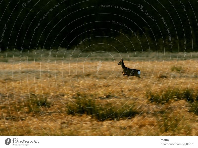 Geschwindigkeit ist keine Hexerei Umwelt Natur Landschaft Tier Wiese Feld Wald Wildtier Reh 1 rennen Bewegung laufen frei natürlich braun Stimmung Freiheit