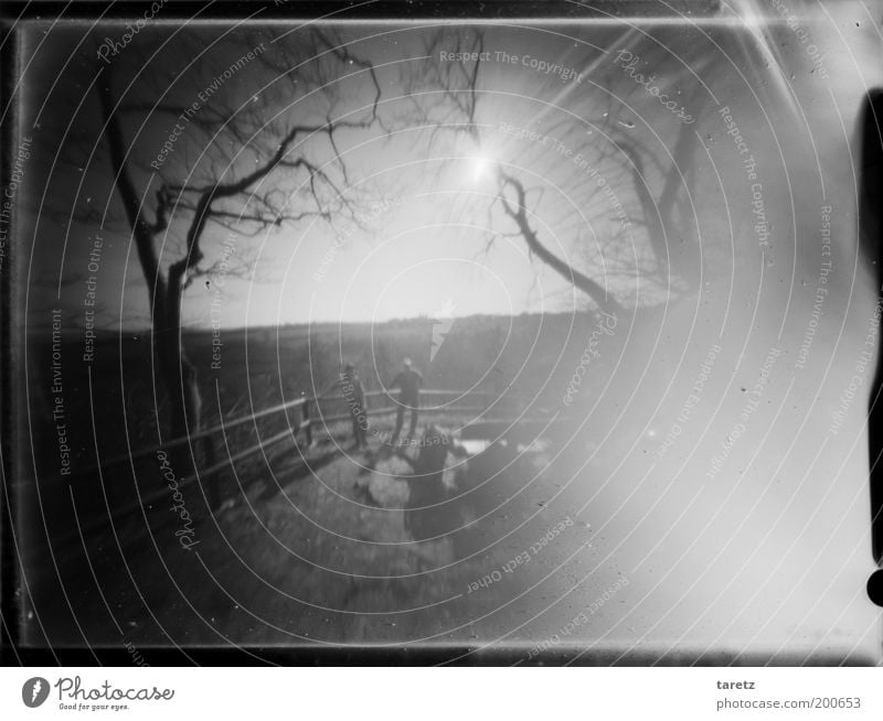 Ein leichtes Säuseln Mensch 2 Landschaft Schönes Wetter Baum Gefühle Aussicht Geländer Lochkamera pinhole Großformat Lichteinfall mystisch Zweige u. Äste Ferne