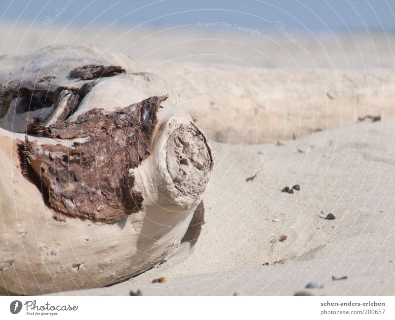 Holzauge Umwelt Natur Landschaft Erde Sand Sommer Wärme Dürre Küste Strand Nordsee Wüste Stimmung ruhig Durst Einsamkeit Erschöpfung Verfall Vergangenheit