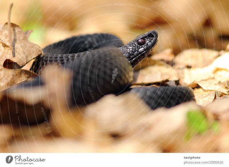 schwarze europäische Viper schön Leben Natur Tier Herbst Blatt Wald Schlange verblüht natürlich wild gefährlich nikolskii ader Reptil Natter berus Vipera giftig