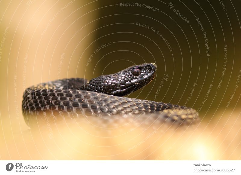 schwarze Nikolskii Viper schön Leben Wissenschaften Natur Tier Wald Schlange dunkel natürlich wild gefährlich Vipera berus nikolskii Ottern Natter Reptil giftig