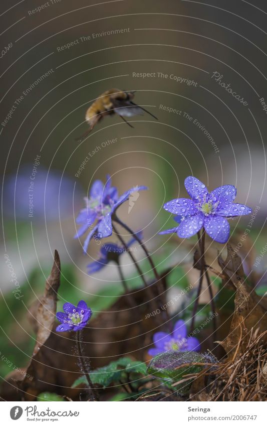 Landeanflug aufs Leberblümchen Umwelt Natur Landschaft Pflanze Tier Frühling Sommer Gras Moos Blatt Blüte Wildpflanze Garten Park Wald Wildtier Fliege Käfer 1