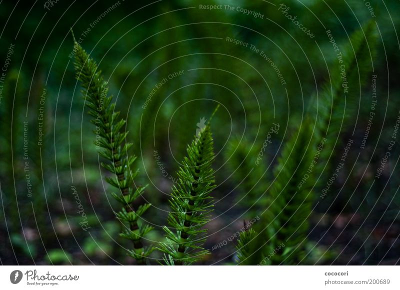 verschachtelte Halme Natur Pflanze Schachtelhalm natürlich schön grün Wachstum Märchenlandschaft Farbfoto Außenaufnahme Nahaufnahme Abend Unschärfe