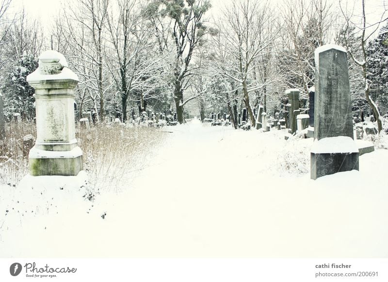 zentralfriedhof/winter II Umwelt Winter Wetter Eis Frost Schnee Baum Sträucher Garten Park Wald Wien Österreich Europa Stadtrand grau weiß Einsamkeit Friedhof