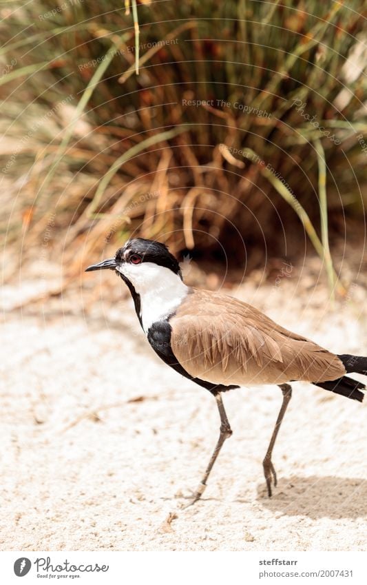 Spornflügelkiebitzvogel genannt Vanellus spinosus Natur Tier Vogel Flügel 1 braun schwarz weiß Kiebitz Wildvogel Tierwelt Feder Schnabel Farbfoto Morgen