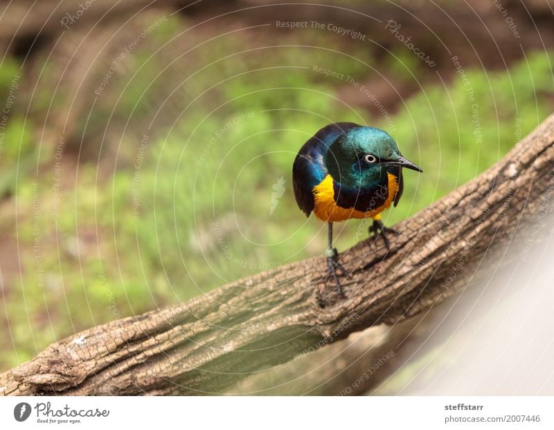 Großartiger Star namens Lamprotornis Superbus Tier Baum Vogel 1 wild blau braun gelb grün Hervorragender Star Lamprotornis superbus irisierend gold Wildvogel