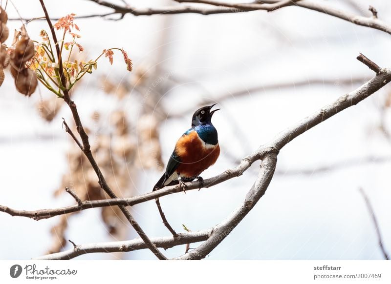 Großartiger Star namens Lamprotornis Superbus Tier Baum Wald Vogel 1 wild blau braun gelb grün Hervorragender Star Lamprotornis superbus irisierend gold