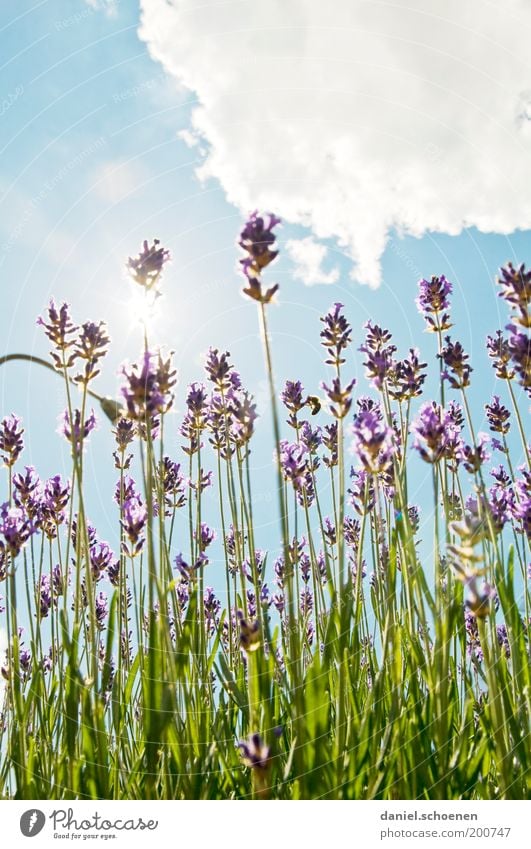 nehmt das - oder schaut aus dem Fenster !! Umwelt Natur Pflanze Himmel Wolken Sonne Sommer Klima Schönes Wetter Blüte Nutzpflanze Duft hell blau grün weiß