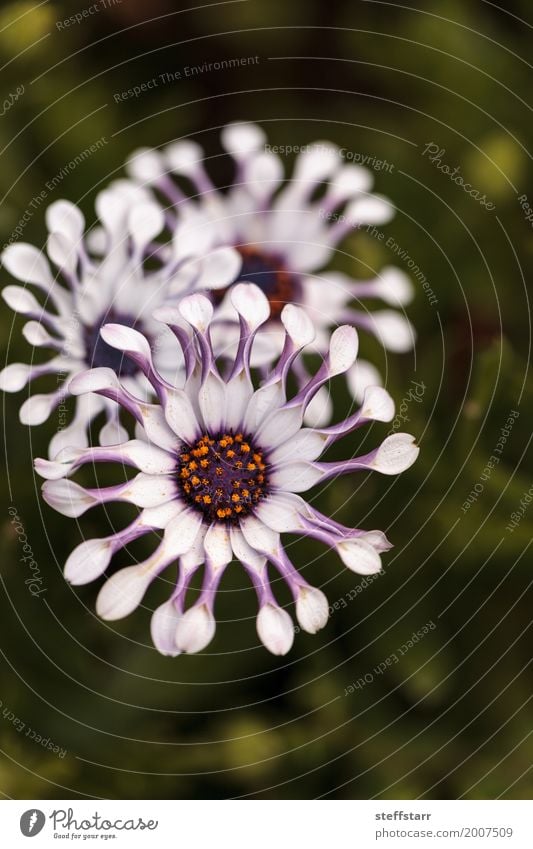 Osteospermum Whirligig Gänseblümchen Garten Natur Pflanze Blume Blüte Wiese grün violett rosa Blütenblatt purpur gezwickte Blütenblätter Frühling Wiesenblume