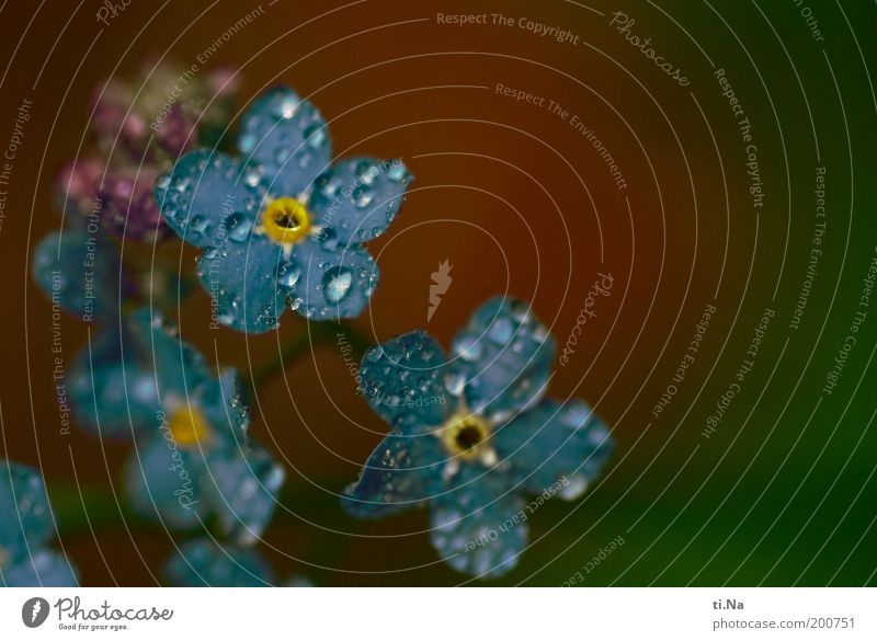 Mäuseohr Umwelt Natur Wasser Wassertropfen Frühling Pflanze Blume Wildpflanze Vergißmeinnicht Wiese Blühend Duft frisch schön klein nass natürlich blau gelb