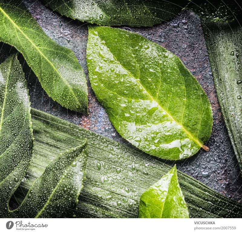 Grüne Blätter mit Wassertropfen Stil Design Leben Sommer Umwelt Natur Pflanze Blatt Grünpflanze grün Tropfen Farbfoto Innenaufnahme Nahaufnahme Makroaufnahme