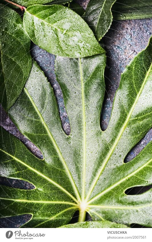 Grünes Blatt mit Wassertropfen Stil Design Leben Sommer Natur Pflanze Grünpflanze grün ökologisch Umwelt Umweltschutz tropisch Urwald Farbfoto Außenaufnahme