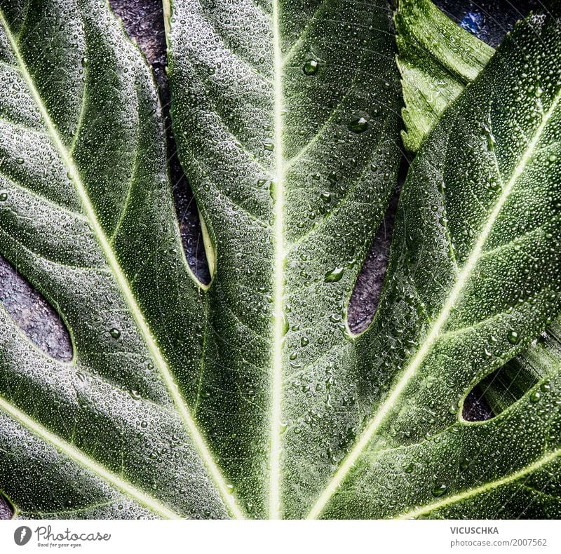 Tropisches Blatt Stil Design Ferien & Urlaub & Reisen Sommer Umwelt Natur Pflanze Oase Hintergrundbild grün Wassertropfen tropisch Farbfoto Nahaufnahme