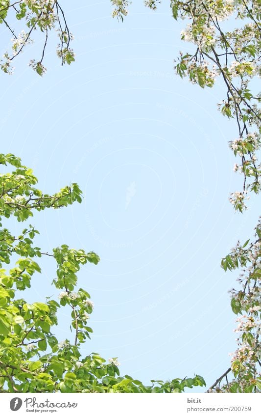 Frühlingsgrüße 2 Umwelt Natur Pflanze Himmel Wolkenloser Himmel Baum Blüte Ornament Blühend schön blau grün rosa Frühlingsgefühle Kirschbaum Kirsche