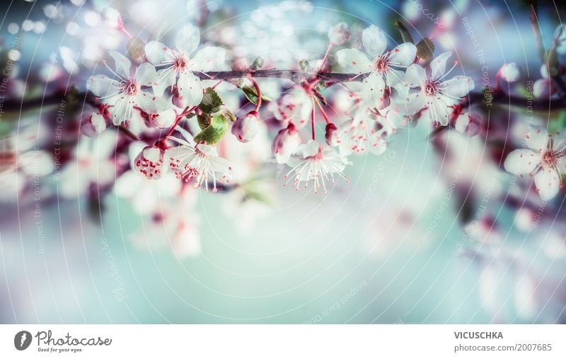 Wunderschöne Frühlingsblüte vom Kirschbaum Design Garten Natur Pflanze Himmel Sonnenlicht Sommer Schönes Wetter Baum Blume Blatt Blüte Park Blühend blau rosa