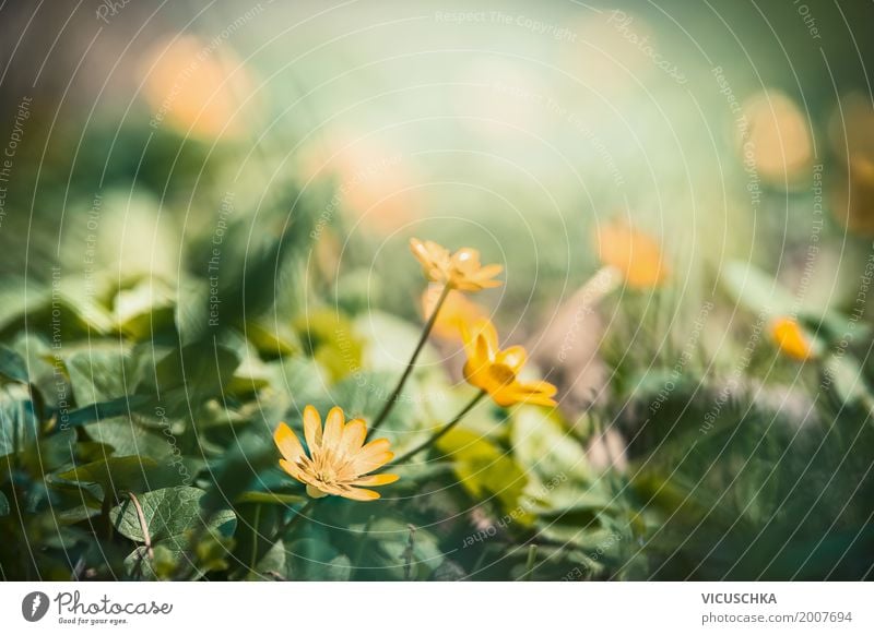 Gelbe Blumen Design Sommer Natur Pflanze Frühling Schönes Wetter Blatt Blüte Garten Park Wald Blühend weich gelb Scharbockskraut grün Außenaufnahme schön