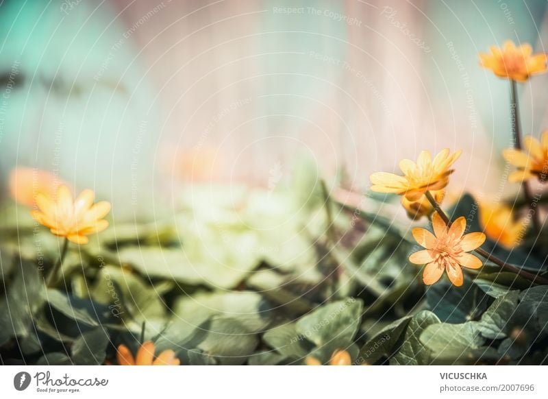 Gelbe Scharbockskraut Blumen im Garten Design Natur Pflanze Frühling Sommer Herbst Blatt Blüte Park Wald Blühend gelb Frühlingsgefühle Hintergrundbild