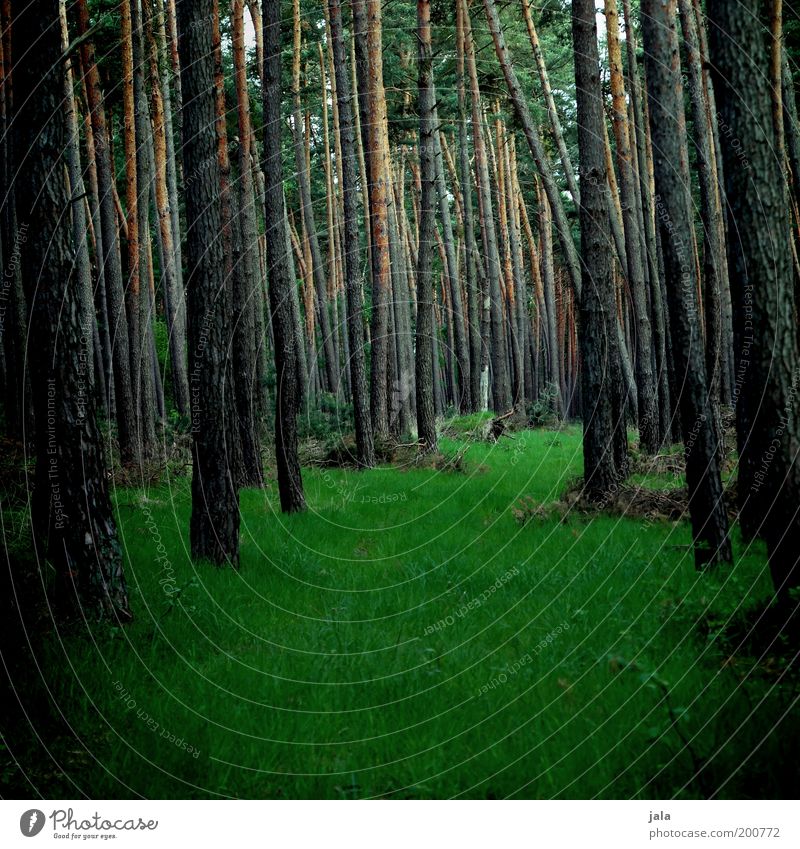 such mich Natur Pflanze Frühling Baum Gras Grünpflanze Wald dunkel Farbfoto Außenaufnahme Menschenleer Tag Nadelwald Baumstamm