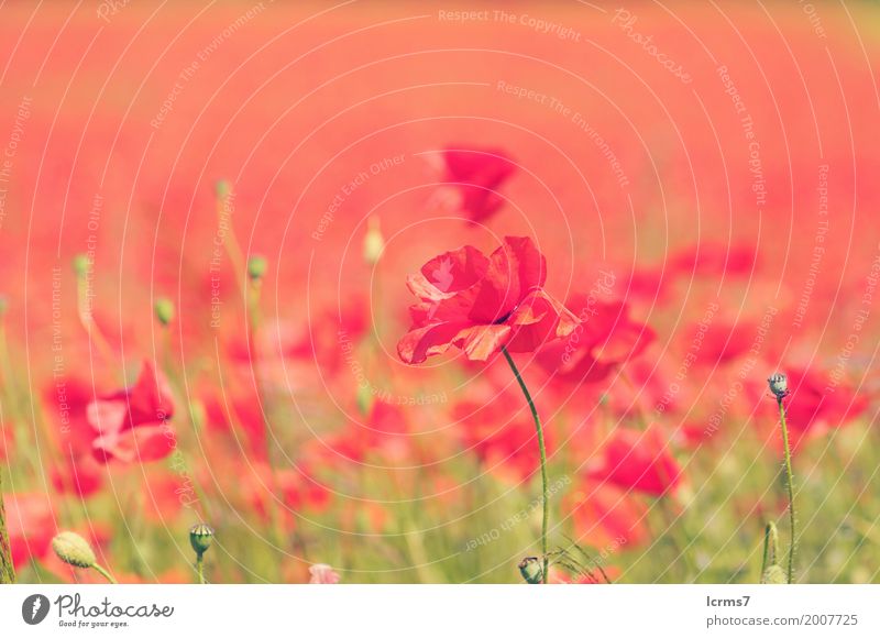 poppy field in summertime. vintage retouch Sommer Natur Zufriedenheit poppies red flower sky flowers sun landscape green agriculture sunny bloom countryside