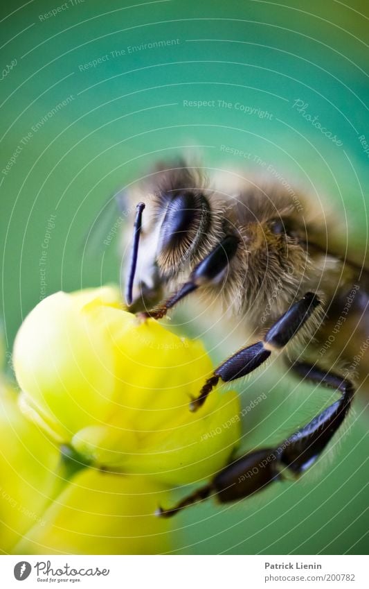 lecker Nektar! Natur Tier Pflanze Blüte Wiese Tiergesicht 1 Biene gelb Fühler anschaulich Facettenauge Farbfoto Nahaufnahme Detailaufnahme Makroaufnahme