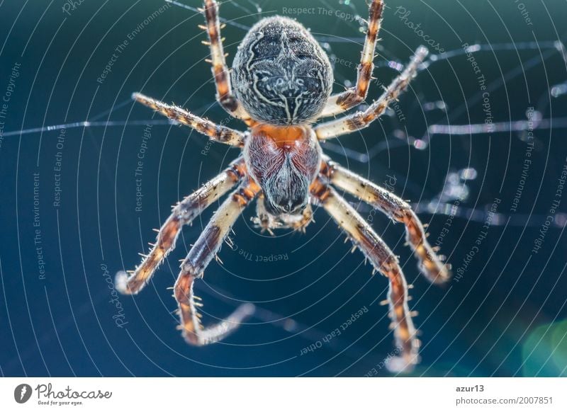 Big arachnid spider in its spiderweb waiting silent for victims Halloween Umwelt Natur Tier Frühling Sommer Herbst Winter Klima Klimawandel Wildtier Spinne 1