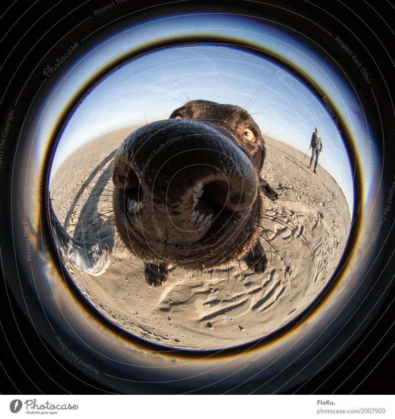 Schnüffel schnüff Nase Natur Sand Wolkenloser Himmel Sonne Schönes Wetter Strand Nordsee Tier Haustier Hund 1 groß nass rund blau braun schwarz Neugier Geruch