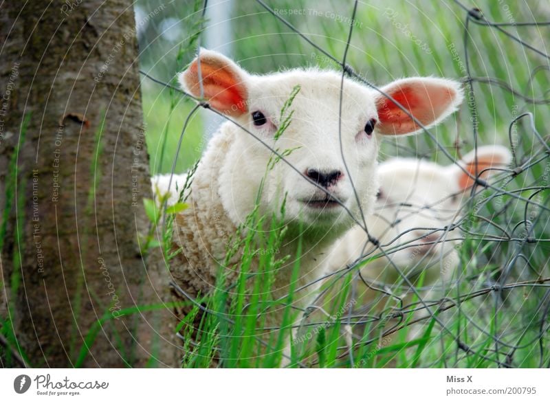 KNAST Natur Frühling Sommer Baum Gras Tier Nutztier 2 Tiergruppe Herde Tierjunges Tierfamilie weich Schüchternheit Neugier Lamm Schaf Zaun Drahtzaun verstecken