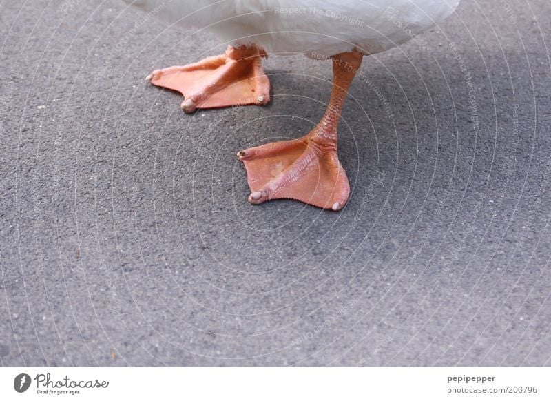 Cygnini Tier Nutztier Schwan 1 weiß mehrfarbig Außenaufnahme Nahaufnahme Detailaufnahme Tag Zentralperspektive Tierfuß Textfreiraum unten Gans Schwimmhaut