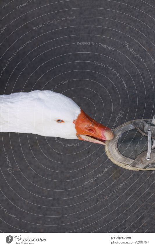 autsch Fuß 1 Mensch Schuhe Turnschuh Tier Vogel berühren Fressen füttern Aggression Wut weiß Appetit & Hunger mehrfarbig Außenaufnahme Nahaufnahme