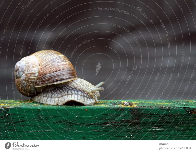 Der Weg ist das Ziel Natur Tier Wildtier 1 klein Weinbergschnecken Schnecke schleimig langsam Nahaufnahme Schneckenhaus Holzbrett Fühler Farbfoto Außenaufnahme