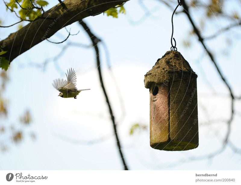 Nisten Natur Luft Himmel Schönes Wetter Baum Tier Wildtier Vogel Meisen 1 fliegen niedlich blau braun grün Leben Schutz Nachkommen Nest Flügel Bewegung Farbfoto