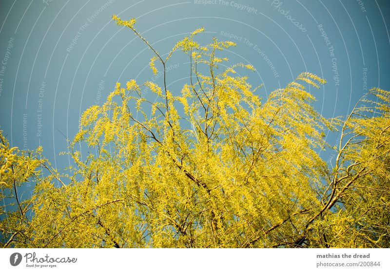 GELBES GRÜN Umwelt Natur Landschaft Pflanze Wolkenloser Himmel Frühling Schönes Wetter Baum Blüte Blühend Wachstum Leben Trauerweide verzweigt Baumkrone