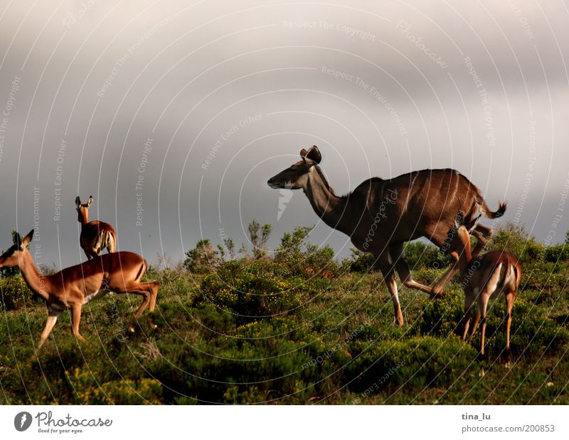 on the run Ferien & Urlaub & Reisen Freiheit Safari Expedition Natur Tier Sommer Steppe Südafrika rennen springen Freude Lebensfreude beweglich Angst Farbfoto