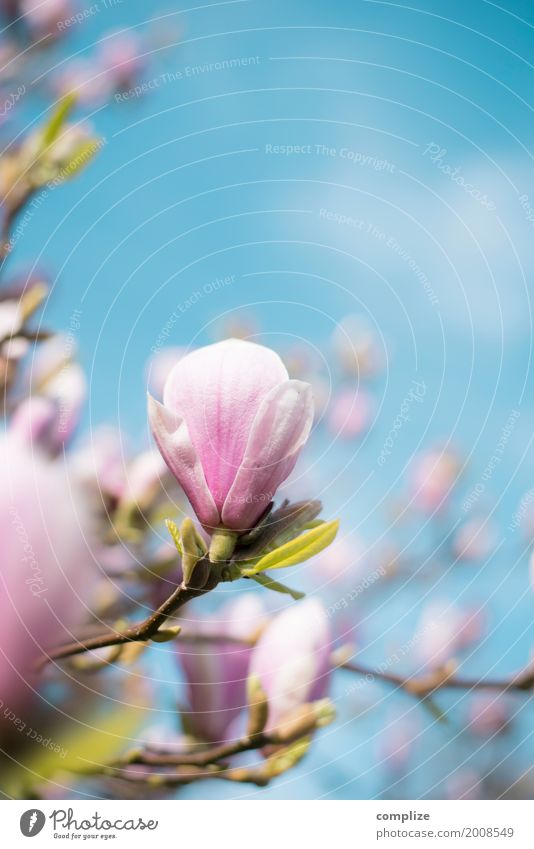 Magnolia Magnoliengewächse Frühling Blüte Blühend Blume Baum schön Natur natürlich Duft Spa Wellness Hintergrundbild Pflanze Wachstum